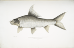 Falcated Rock Carp, Cyprinus (Bangana) falcata.