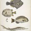 1. Spine Sided Monacanthus, Monacanthus (Amanses) Histrix; 2. Many Spined Coffin Fish, Ostracion (Acarana) auritus; 3, 4.  Dotted Girella, Girella punctata; 5. Chinese Sturgeon, Acipenser Chinensis.