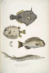 1. Spine Sided Monacanthus, Monacanthus (Amanses) Histrix; 2. Many Spined Coffin Fish, Ostracion (Acarana) auritus; 3, 4.  Dotted Girella, Girella punctata; 5. Chinese Sturgeon, Acipenser Chinensis.