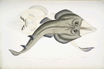 Indian [Armed] Rhinobatus, Rhinobatus armatus.