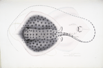 Russell's Sting Ray, Trygon Russellii.