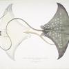 Spotted Eagle [Sting] Ray, Myliobatis maculatus. Penang, called Jungli.