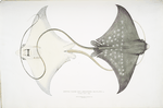 Spotted Eagle [Sting] Ray, Myliobatis maculatus. Penang, called Jungli.