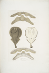 1. Hardwick's One Finned Torpedo, Temera Hardwickii; 2. Jaws of the Chinese Ray, Rhina ancylostoma [Anchylostomus]. A. Upper, B. Lower Jaw.