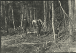 Deer hunting in Maine.