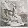 Diser Hirsch ist von Sr. Hochgräffl. Excellenz dem Hr. Grafen von Lengheim bey seinem Schloss Wagna in Steyrmarck geschossen und das Gewichte wegen seiner rarité nach Wien an Thro Maj. den Röm. Kayser Carl VI verehret worden.