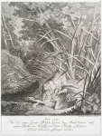 Anno 1719. Ist dis extra grosse wilde Gans bey Maul-brunn auf einem Teiche im Schliff von disem Fürstl. Hünere Hund lebendig gefangen worden.