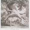 Indianischer Wolff. In der Gross Hertzogl. Menagerie zu Florenz Anno 1744 nach dem leben gezeichnet. Das Curiöse an disem Their sind die Borste odere hare auf dem Rücken die es im gehen noch mehr aber im zorn erheben in der Ruhe niederlegen kan, die Coleur ist wie andere Wölfe nur die Borsten sind röthlicht-gelb.