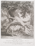 Indianischer Wolff. In der Gross Hertzogl. Menagerie zu Florenz Anno 1744 nach dem leben gezeichnet. Das Curiöse an disem Their sind die Borste odere hare auf dem Rücken die es im gehen noch mehr aber im zorn erheben in der Ruhe niederlegen kan, die Coleur ist wie andere Wölfe nur die Borsten sind röthlicht-gelb.
