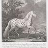 Dises junge Tyger-Pferd welches zu Oranien-Polder einem Dorsse nicht weit von Delfft in der Provinz Holland gezogen hatte dises Aehren Poquet von Farbe schwartz gleich den anderen Flecken u. ist 1743 von der Hochgräffl. Promnitzischen Hershafft aus Schlesien auf ihrer Holländischen Reise als eine Raritet sehr Theuer erkaufft worden.