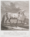 Anno 1740. Ist dises noble Pferd so ein Schimel mit liecht und dunckel brumen auch grauen Flecken gesprengt, mit schwarzen extremiteten aan Ohren Maul und Schencklen gezeichnet in dem Kayserl. Reitstall zu Wien nach dem Leben gemahlt worden.