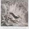 Diserrahre Hase ist bey Wien in einem Kraut-Garten geschossen von Thro Kayserl. u. Köningl. Maj. Hosmahler Hr. ...  de Hamilthon nach der Natur gemahlet und mir zu geschickt worden. Anno 1747.