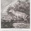 Anno 1741 im Monath Septembr. Ist diser Hirsch von 16 Enden bey dem Hochfürstl. Jagt-Haus Jœgerthal im Forst Romrod von J. H. Fürstl. Durchl. dem regierenden Hr. Land-Grafen zu Hessen-Darmstatt selbst geschossen worden. Er war von Farbe weis, besonders dere Kopff am weissesten aber die Ohren.