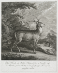 Diser Hirsch mit weissen Flecken ist den 12 Septembr. 1746 am Mantlin gerœder Holtze in der Graffschafft Wernigerode gepürschet worden.