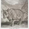 Anno 1748 im Monath May und Junio ist dises Nashorn Rhinoceros...