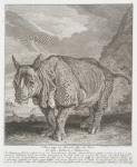 Anno 1748 im Monath May und Junio ist dises Nashorn Rhinoceros...