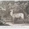 Anno 1746 den 15 Novembl. Ist diesser getygerte Hirsch von zwölff Enden, von Thro Hochfürstl. Durschl. Herrn Wilhelm Heinrich, regierenden Fürsten zu Nassau-Saarbrücken im Neünkircher Forst, im so genanten Becker Wäldgen, in einem Kessel-Jagen geschossen worden.