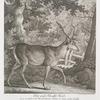 Diser grosse Schauffel Hirsch, mit 2 curieusen in die höhe gewachsenen schalen an denen vorder Läuffen ist anno 1748 den 2ten September von J. Hochfürstl. Durchl. dem regierenden Hr. Landgraaffen zuz Hessen Darmstatt vormittags 11 uhr auf 80 gang aus freyer hand bey Romrod geschossen worden hat gewogen 400 tt.