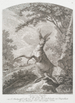 Ao. 1750 d. 22 Septembris ist diser schöne Hirsch von Sr. Hochgrœftl. Excell. dem H. Reichs Marschall Grafen von Pappenheim über dem Matzhofer Forst selbst geschossen worden.