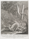 Als anno 1728 ich Johann Ernst Wagner Hochfürstl. Büchsenspaner bey Ludwigsburg eine Fuchs das eisen gelegt, habe ich den anderen tag eine Wilde Gans noch lebendig, den Fuchs aber tod, nach diser angezeigten art beysamen gefunden, woraus folget, das der Fuchs die Gans getriben und sie in einem tempo auf das eisen gekomen sind, so gewiss ein recht rahrer fang gewesen.