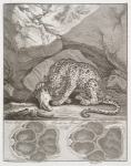 Spuhr des Tigers.