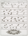 Gefoehrte des Steinbocks; Gefoehrte des Gems; Gefoehrte vom Tachs; Goehrte vom Fuchs; Spuhr der Fisch Otter; Foehrte vom Biber; Foehrte vom wilden Kuder, N. 1, Marder,  N. 2,  Eichörnle, N. 3, Iltnis, N. 4, und Wiesel, N. 5.