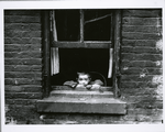 Tenement child, New York