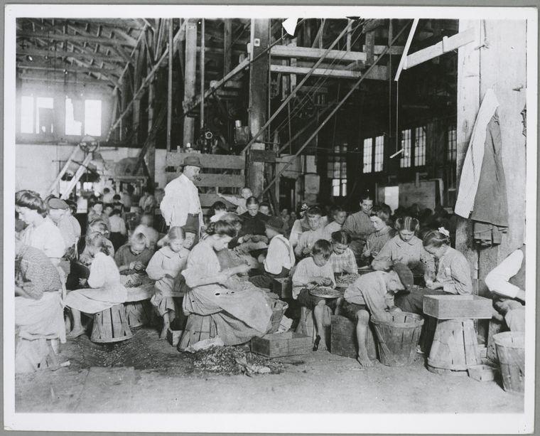 children seated in a vegetable cannery