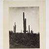 No. 12. Cereus giganteus, Arizona.