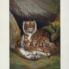 Tiger.