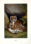 Tiger.