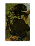 Gorilla.
