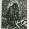 Gorilla.