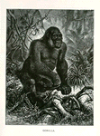 Gorilla.