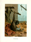 Chimpanzee.