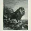 Barbary Lion.