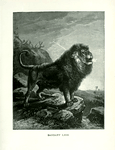 Barbary Lion.