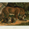 Leopard.