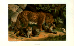 Leopard.