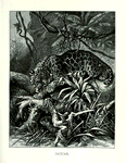 Jaguar.