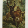 Stag, or Red Deer.