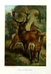 Stag, or Red Deer.