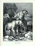 Polar Bear.