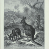 Kangaroo.