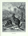 Kangaroo.