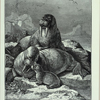 Walrus.