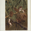Harvest Mouse.