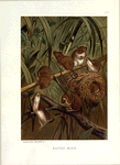 Harvest Mouse.