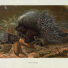 Porcupine.