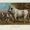 Chillingham Cattle.